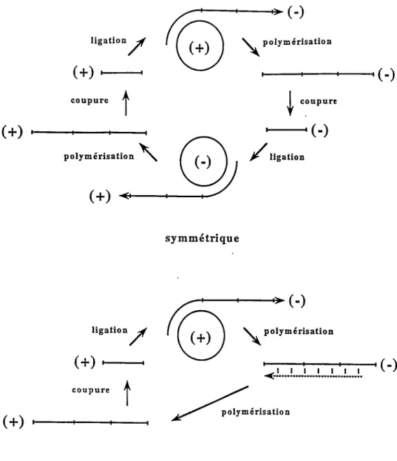 Figure  1.  Réplication  en  cercle  roulant.  L'ARt'J  circulaire  infectieux,  auquel  on  attribue  arbitrairement la polarité positive (ou plus,  (+)),  est utilisé comme matrice pour  la  synthèse d'un ARN multimérique complémentaire négatif (ou moins