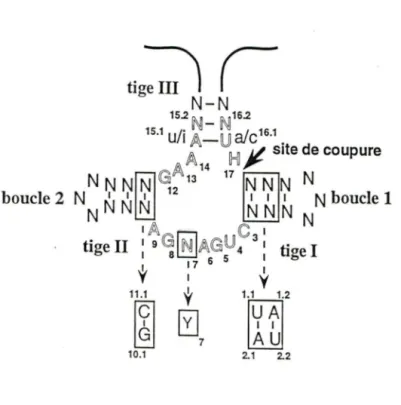 Figure  3.  Séquences  et  structures  du  hammerhead.  Représentation  de  la structure  secondaire du  hammerhead