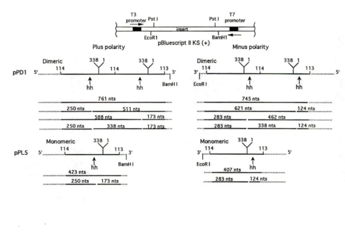 Figure 2.  PLMV d plasmidic constructions and transcriptional products. 