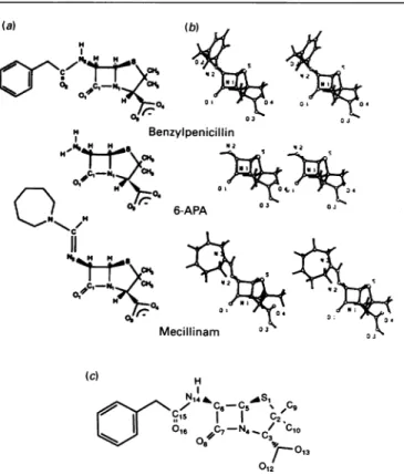 Fig. 1. (a) Arbitrary numbering of benzylpenicilHin used in the present study, (b) optimized structures of benzylpenicilin, 6-APA and mecillinam, and (c) standard chemical numbering of penicillins