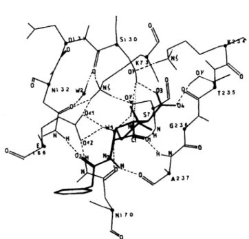 Fig. 1). The amino acids numbering of the wild-type Streptomyces /I-lactamase and the enzyme mutants is that described by Ambler et al