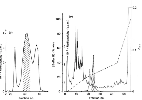Fig. 1. Purification of the 35S-labelled active-site-containing fragment (III) of the Streptomyces K15 chromatography on Sephadex LH20 (a) and by f.p.l.c
