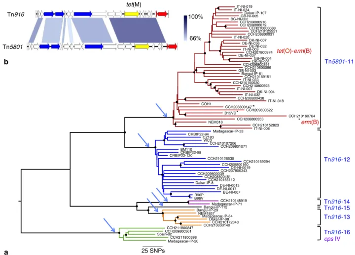Figure 3 | Phylogeny of the ‘hypervirulent’ CC17 lineage. (a) ML phylogeny based on the alignment of 3,922 polymorphic positions