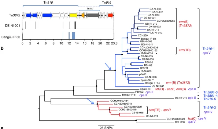 Figure 4 | Phylogeny of clonal complex CC1. (a) ML phylogeny from the alignment of pseudosequences of the 1,244 polymorphic positions in 914 interrogated kbases