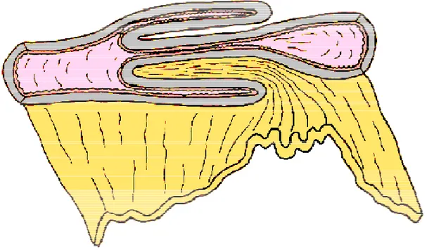 Figure 1 : Représentation schématique d'une invagination intestinale aiguë simple, à trois  cylindres