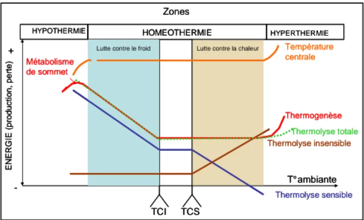Figure 3 : Représentation schématique des relations entre thermogenèse, thermolyse et température ambiante