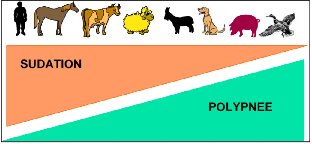 Figure  12 :  Importance  respective  de  la  sudation  et  de  la  polypnée  thermique  chez  les  différentes  espèces  animales (adapté d’après Bianca, 1968)