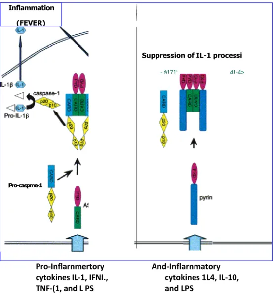 Figure 2 : mécanisme d'action de la pyrine (13). 