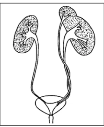 Figure 7 : Duplication totale 