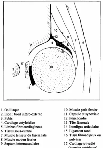 Figure 1 : Repères de l'échographie de hanches. 