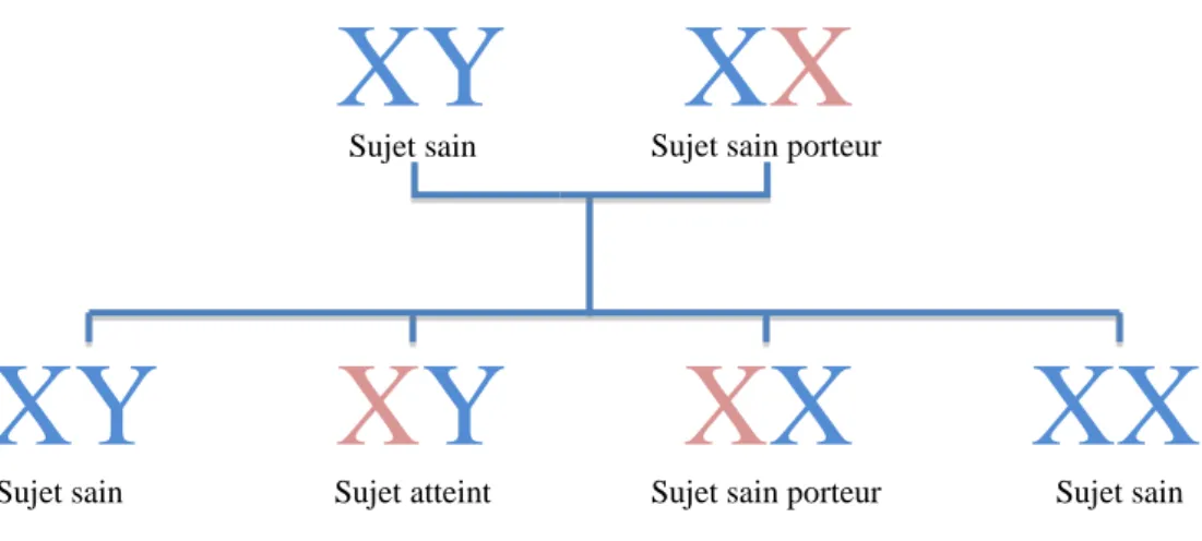 Figure 1 Schéma d’une famille dont la mère est porteuse d’une anomalie génétique Sujet sain Sujet sain porteur 