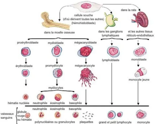 Figure 4 65  Hématopoïèse : schéma des différentes lignées de globules sanguins 