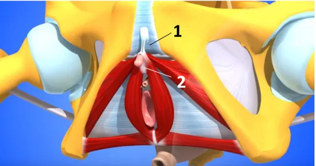 Figure 8 : Visualisation en 3D de la section du ligament suspenseur.  
