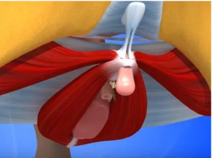 Figure 9 : Ligament suspenseur du clitoris. Source : Université de Lyon 1. 