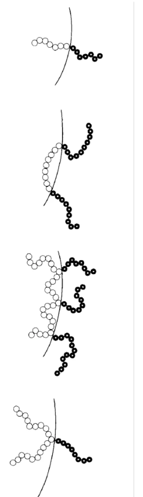 Fig. 3. Schematic picture of conformations for diblock, triblock, multigraft and singlegraft copolymers  at the interface of a heterogeneous polymer blend