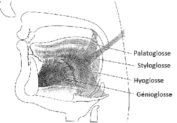 Figure 3 : Les muscles extrinsèques de la langue (d’après Kent, 1997).