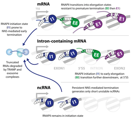 Figure 6. Model comparing the state transitions on coding and non-coding RNA transcripts.