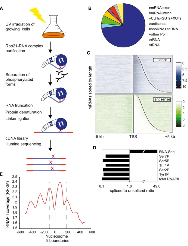 Figure 1 . RNAPII can be mapped with high-resolution using CRAC.