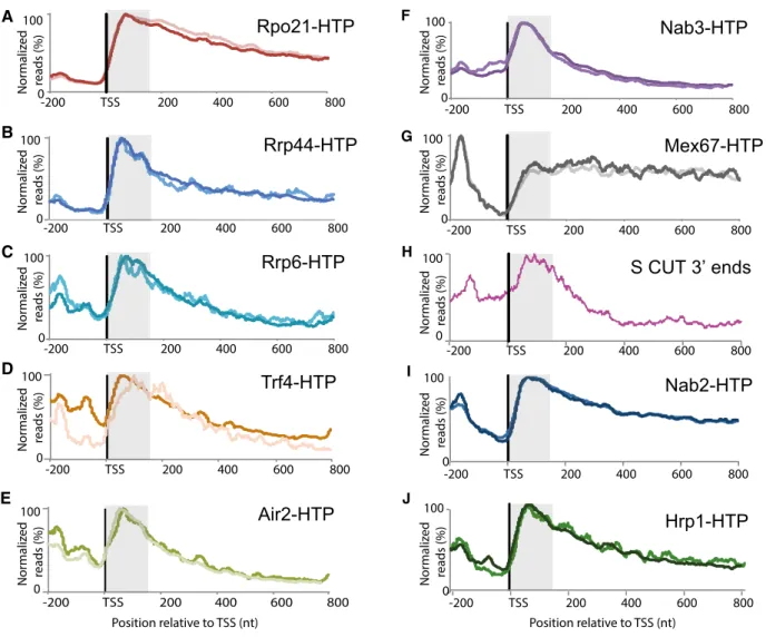 Figure 2 . Binding by RNA surveillance and degradation factors is strongly enriched close to the TSS on protein-coding genes.