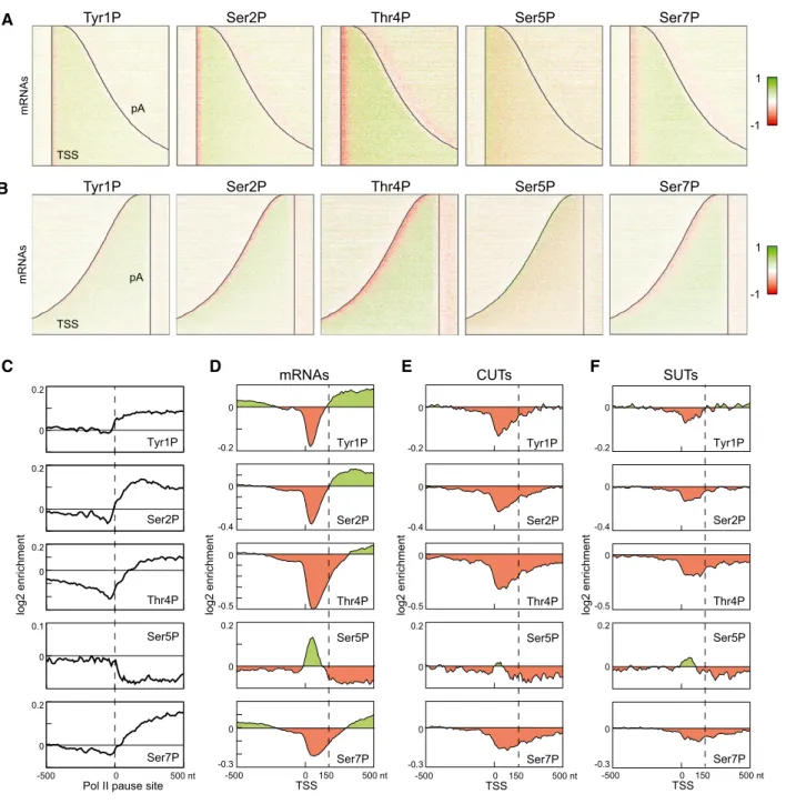 Figure 3 . Profiles of RNAPII phosphorylation on mRNA and ncRNA genes can be generated using mCRAC.