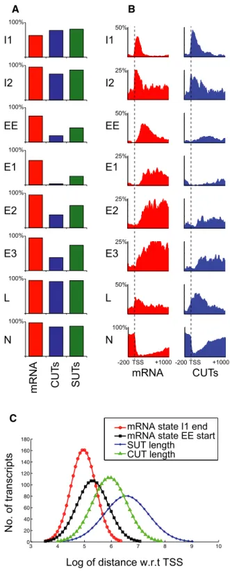 Figure 5. Metagene HMM analyses of phosphorylation states on protein-coding and ncRNA genes.