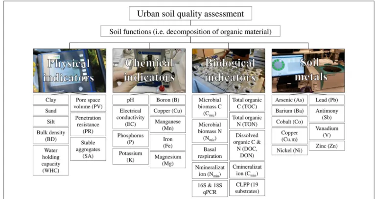 FIGURE 1 | Concept of assessing urban soil quality through the measurements of soil quality indicators related to soil functions