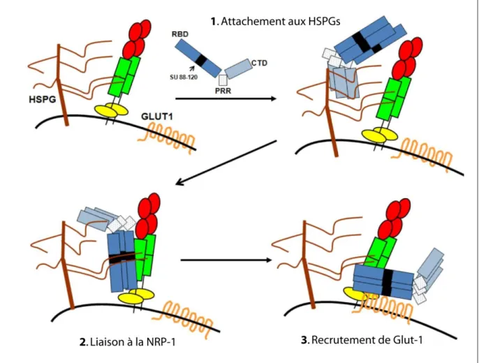 Figure  6:  Modèle  multi-récepteurs  pour  l'entrée  du  HTLV-1.  Les  HSPGs,  NRP-1  et  GLUT-1 exprimés à la surface des cellules cibles contribuent ensemble à l'entrée du HTLV-1