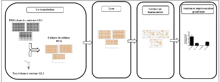 Figure 16 :  Procédure de détection d’interactions entre Tax-1 et les domaines PDZ par  GPCA