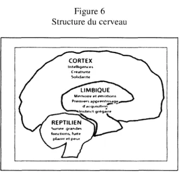 Figure 6  Structure du cerveau 