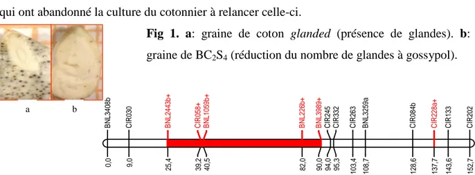 Fig  1.  a:  graine  de  coton  glanded  (présence  de  glandes).  b: 