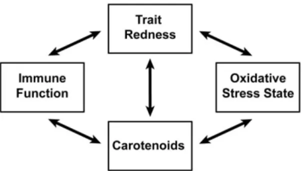 Figure 1. The five connections we investigated between, trait redness, carotenoids, immune function and oxidative stress state.