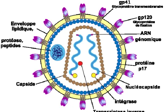 Figure 2 Structure du VIH-1 