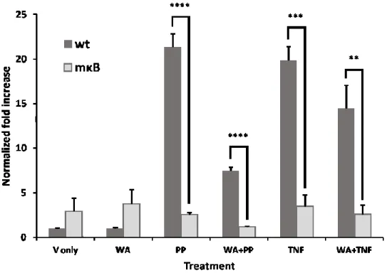 Figure 3. WA inhibits viral transcription through an NF-κB-dependent pathway. Jurkat E6.1  cells  were  infected  with  HIV-1  wild-type  or  mκB  mutant  (with  inactive  κB  binding  sites)  pseudotyped virus, and stimulated under the indicated condition