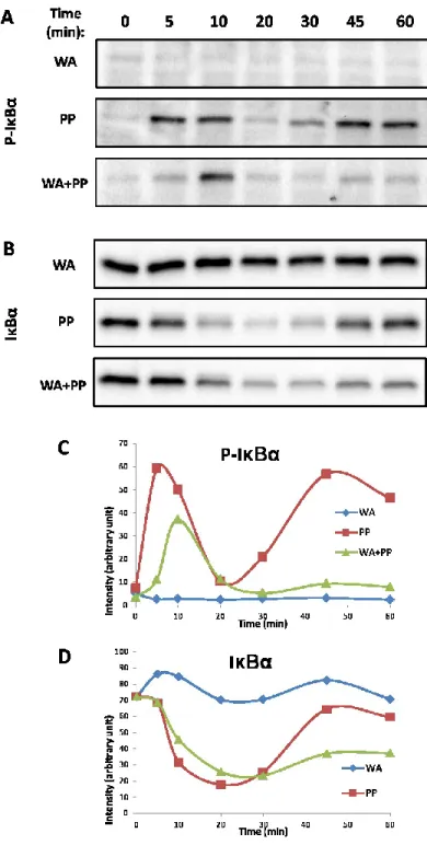 Figure  4.  Effect  of  WA  on  NF-κB  signaling.  Jurkat E6.1 cells were incubated with  1 µM WA  and/or PMA/PHA (20 ng/ml, 1 µg/ml, respectively) for the  indicated periods of time