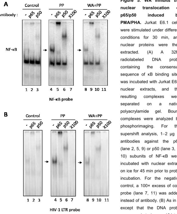 Figure  5.  WA  inhibits  the  nuclear  translocation  of  p65/p50  induced  by  PMA/PHA