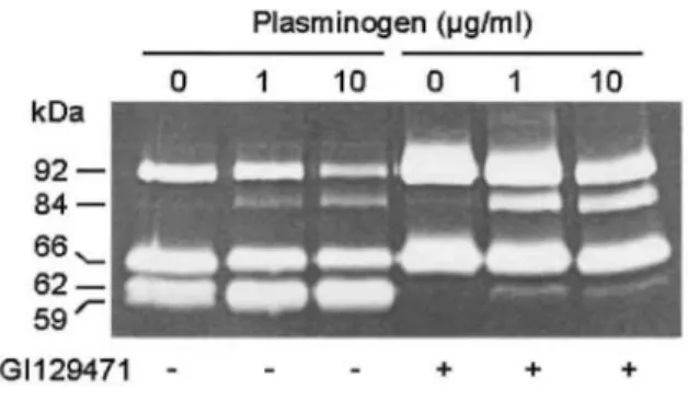 FIG. 3: Activation of secreted pro-MMP-9 by exogenously added plasminogen. HT1080 cultures treated with  GI129471 (1 µM, +) or vehicle alone (-) were supplemented with increasing concentrations of plasminogen: 0,  1, and 10 µg/ml