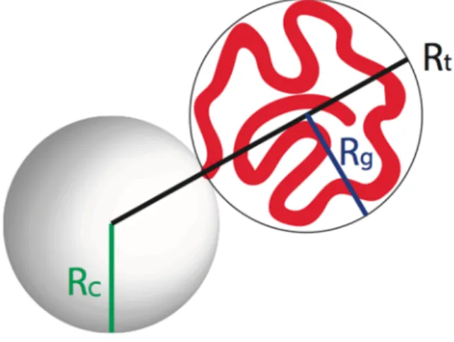 Figure 14 Core-shell micelle with a core's radius equal to Rc and the gyration radius of  the corona equal to R g 