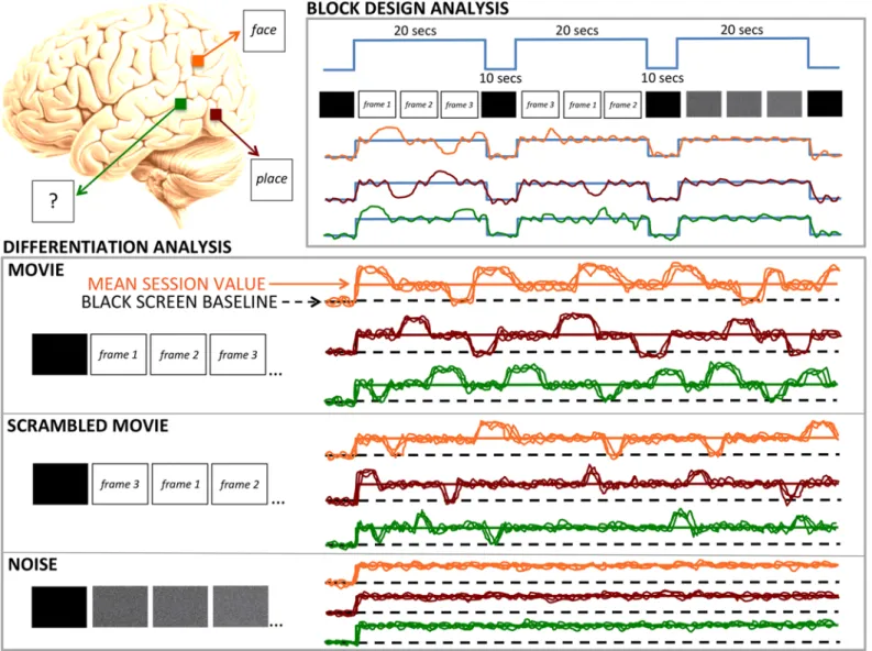 Fig 1. Experimental paradigm. Left panel: Schematic representation of a human brain with 3 representative voxels whose fMRI BOLD activity will be measured in a block design analysis and in a differentiation analysis