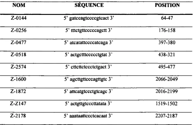Tableau I.  Liste des oligonucléotides phosphorothioates utilisés lors de l’expérience  anti-sens