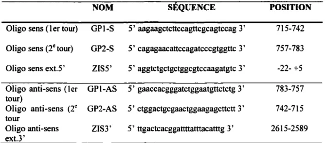 TABLEAU  II  :  Liste  des  oligonucléotides  spécifiques  pour  l’amplification  de  l’ADNc complet du gène Zis-SR à  partir d’une banque ADNc de cerveau de souris.