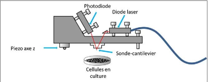 Figure 9. Représentation schématique d’un AFM 