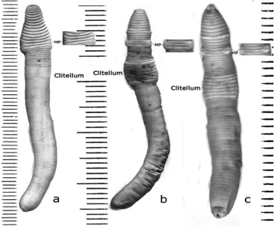 Figure 2. Comparison of typical D. samarigera (left), and D. veneta (right) with the  presumed “hybrid” D
