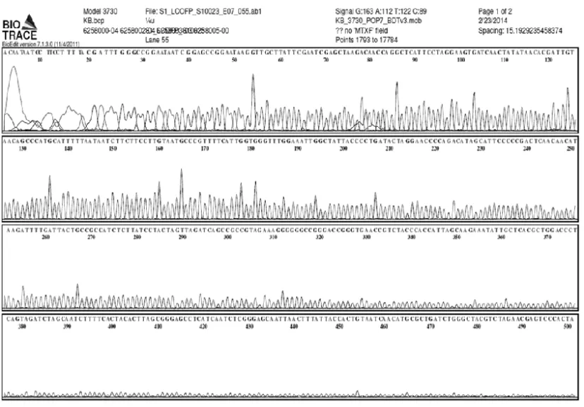 Figure 4. Sequencing chromatogram of sample Eutyphoeus sp. using LCO1490 foreword primer showing clear peaks without  mixed/uninterrupted reads