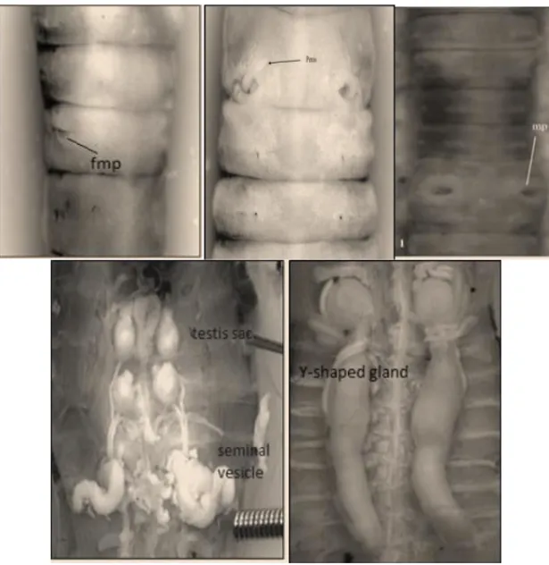 Figure 5. Diagnostic features of Eudrilus eugeniae. 