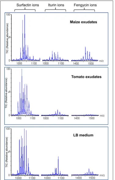 FIGURE 3 | Efficient production of fengycins by strain S499 in maize exudates. Extracted ion chromatograms of each lipopeptide family obtained by UPLC-ESI-MS analysis of extracts prepared from supernatants collected after cultivation of strain S499 in the 