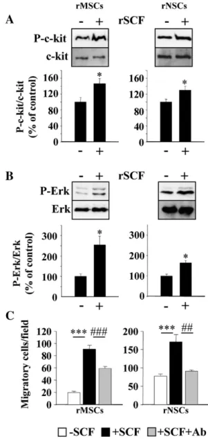 Fig. 4G), and a similar pattern of SCF expression was observed in lesioned animals that did not receive transplants (QA/DMEM group)