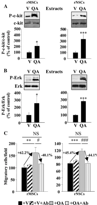Fig. 7. Activation of c-kit and c-kit-induced in vitro migration in cultured rMSCs and rNSCs by protein extracts from the striata of vehicle-lesioned animals (V) or 4-week QA-lesioned animals (QA)