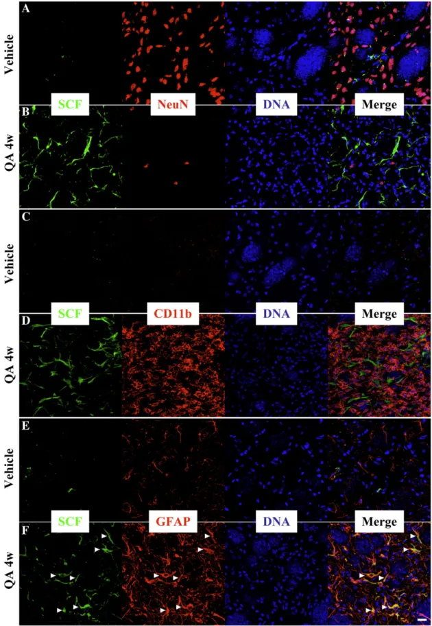 Fig. 10. Absence of SCF in mature neurons and microglial cells in the lesion core. SCF (green) does not colocalize with NeuN (red in A, B) or CD11b (red in C, D) in Vehicle/DMEM animals (A, C) or in 4-week QA-lesioned animals (QA/DMEM group; B, D)