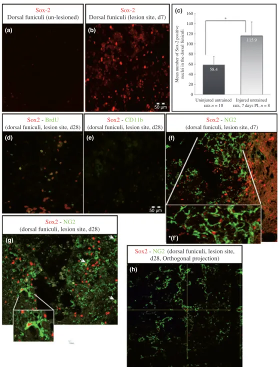 Fig. 2 SOX-2 expression on transversal sections after spinal cord injury. (a–c) The number of Sox-2 immunoreactive cells in the lesion site (dorsal funiculi) increases significantly 7 days after injury (*p &lt; 0.05)