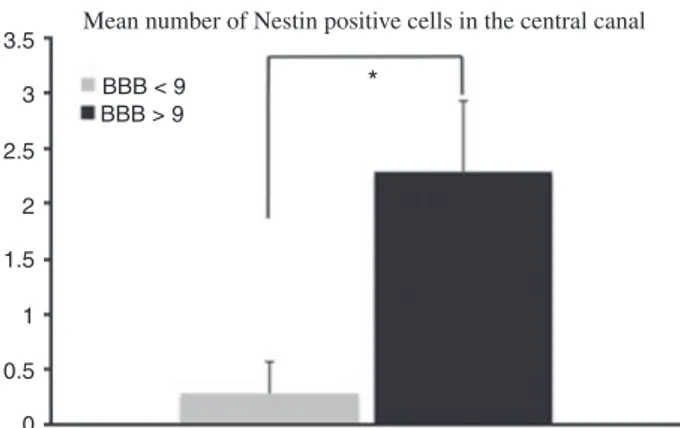 Fig. 6 Increased mobility is correlated to immature phenotype of ependymal cells. Histogram showing the mean number of nestin expressing cells in the ependymal canal from rats with BBB locomotor scores &lt; 9 (no weight-supported steps, n = 7) and rats wit